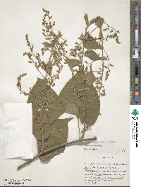 Poranopsis paniculata image