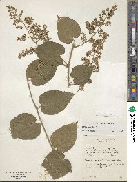 Poranopsis paniculata image