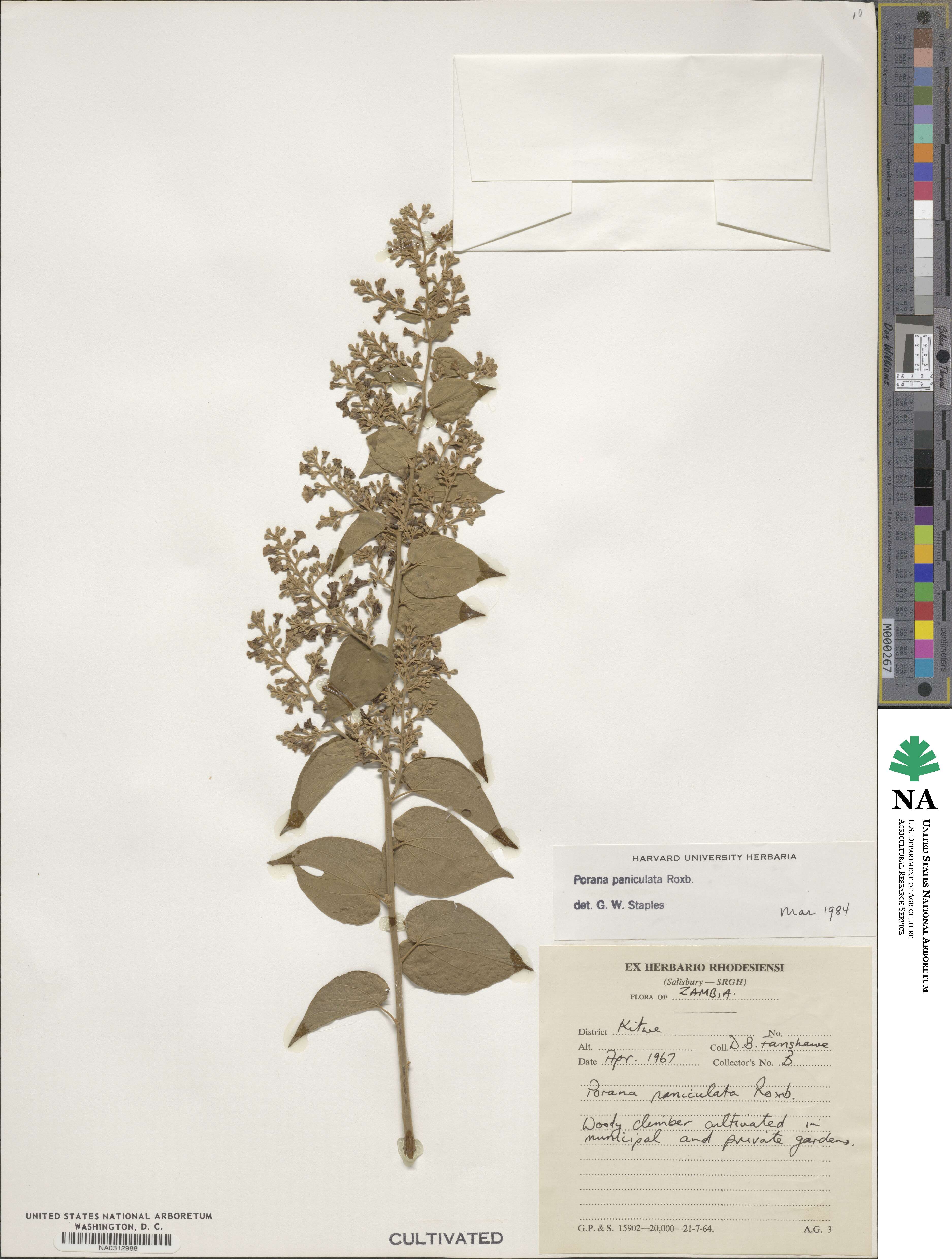 Poranopsis paniculata image