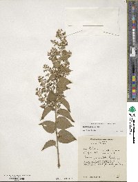 Poranopsis paniculata image