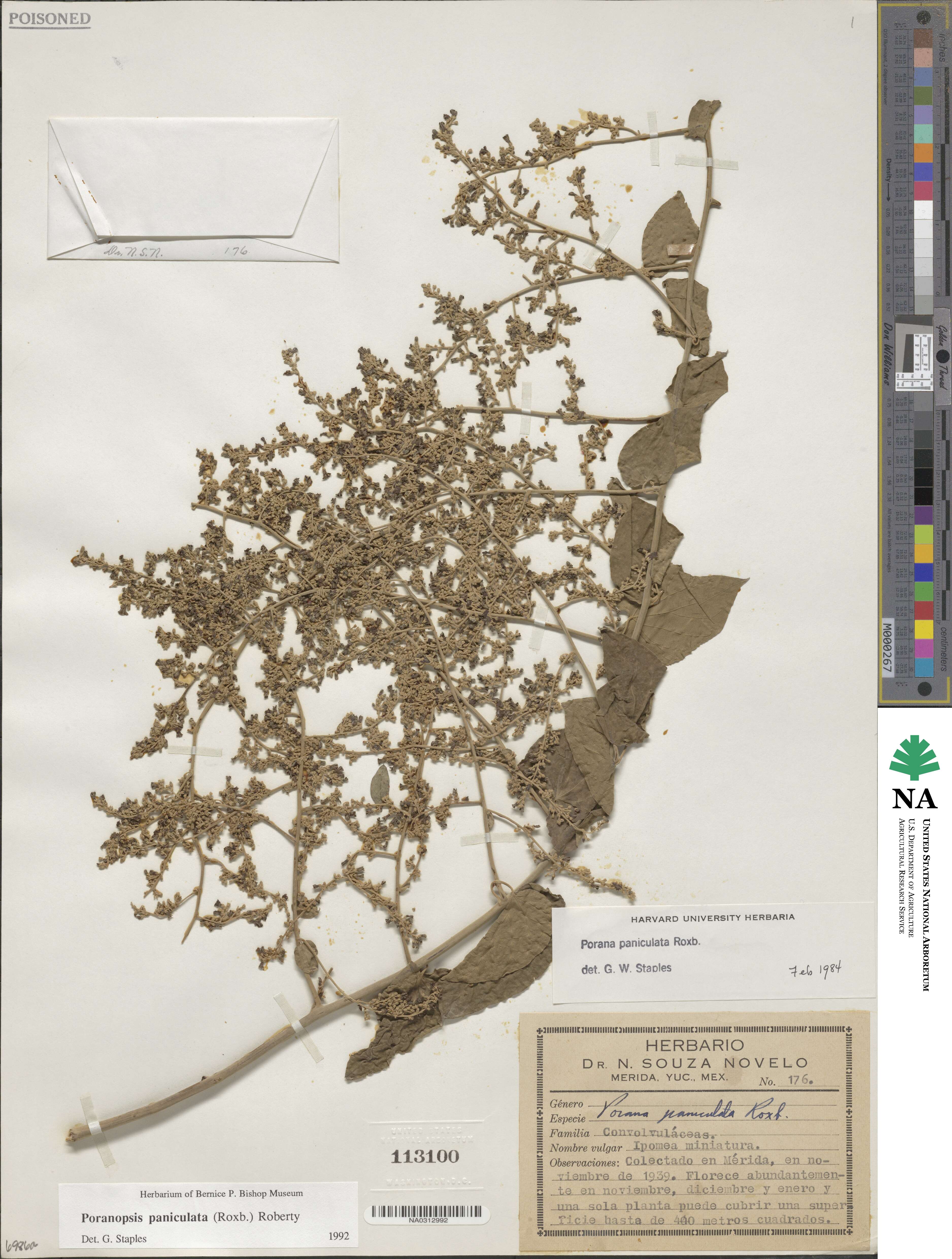 Poranopsis paniculata image