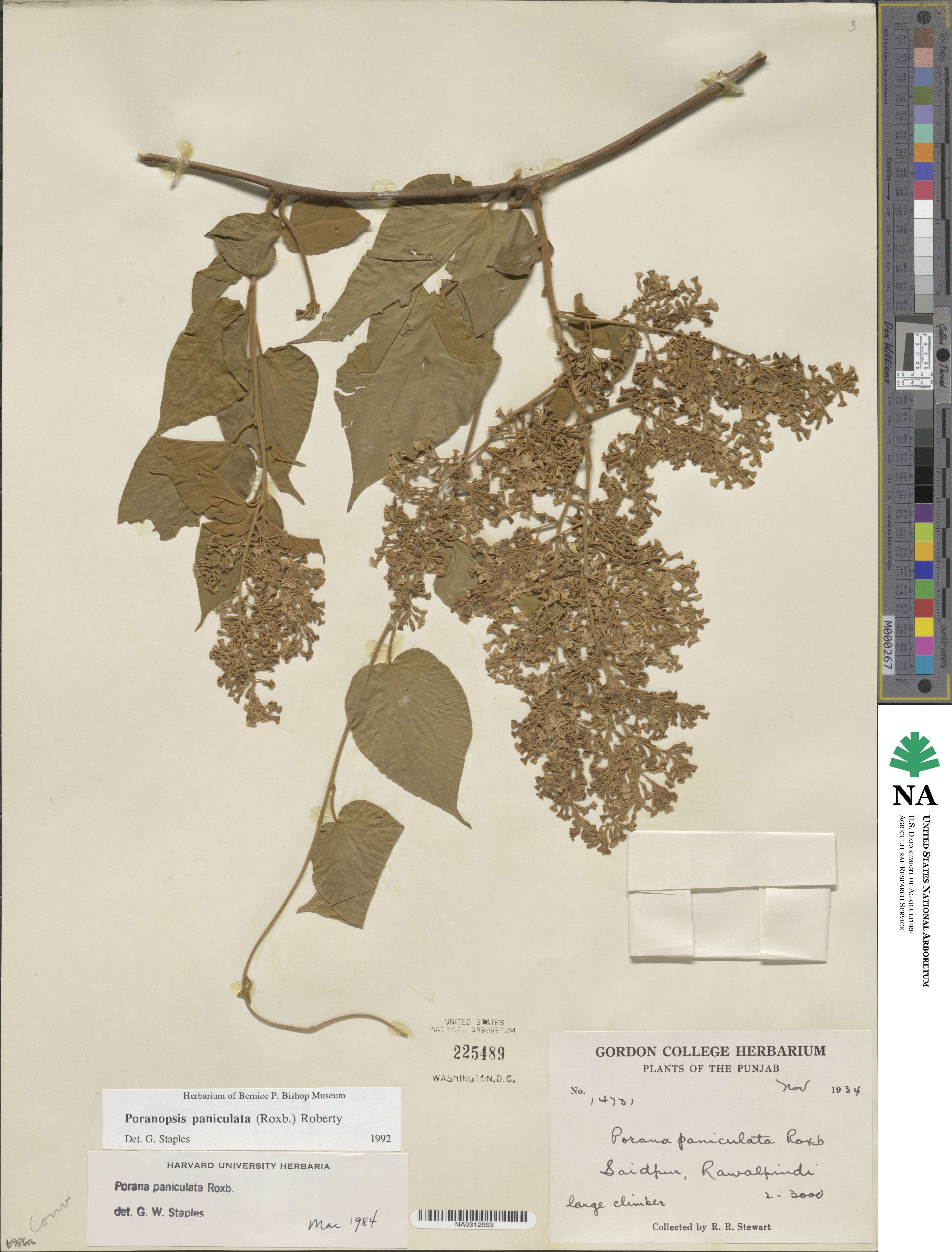 Poranopsis paniculata image