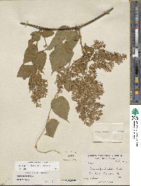 Poranopsis paniculata image