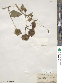 Jacquemontia tamnifolia image