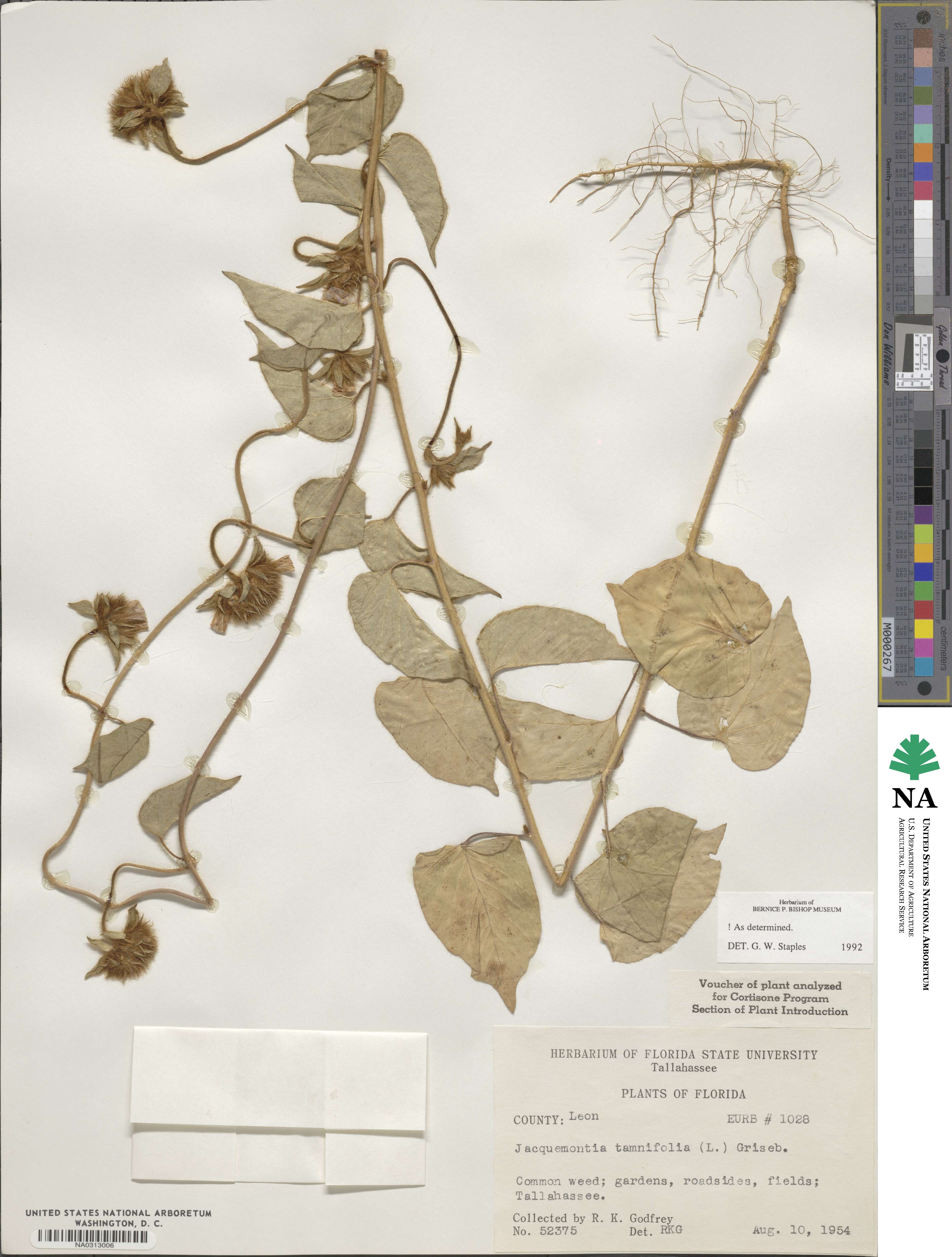 Jacquemontia tamnifolia image