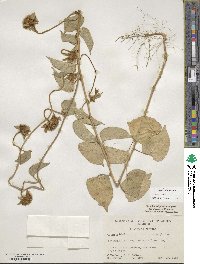 Jacquemontia tamnifolia image