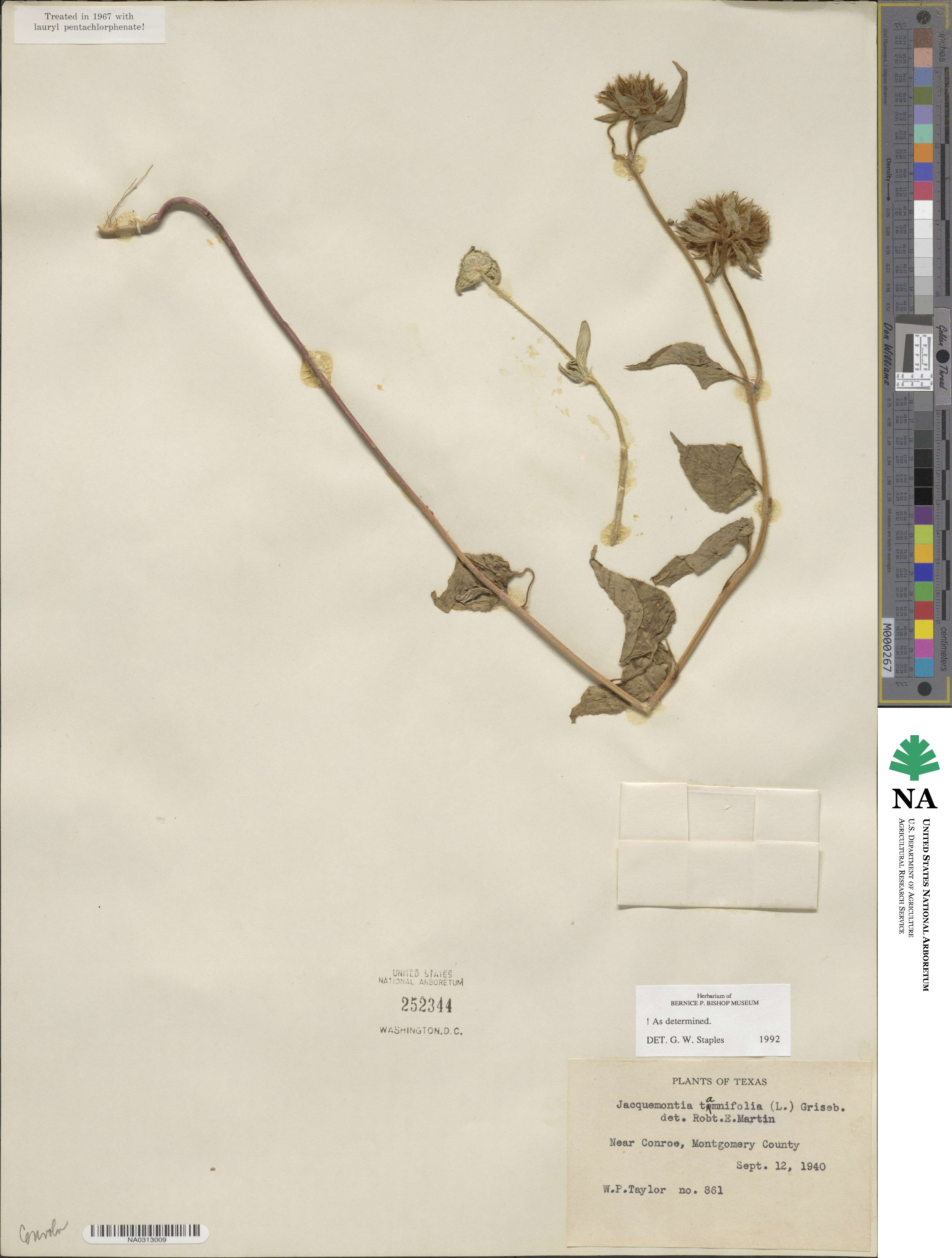 Jacquemontia tamnifolia image