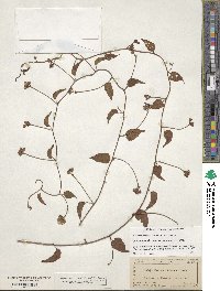 Jacquemontia pentantha image