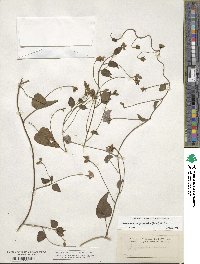 Jacquemontia pentantha image