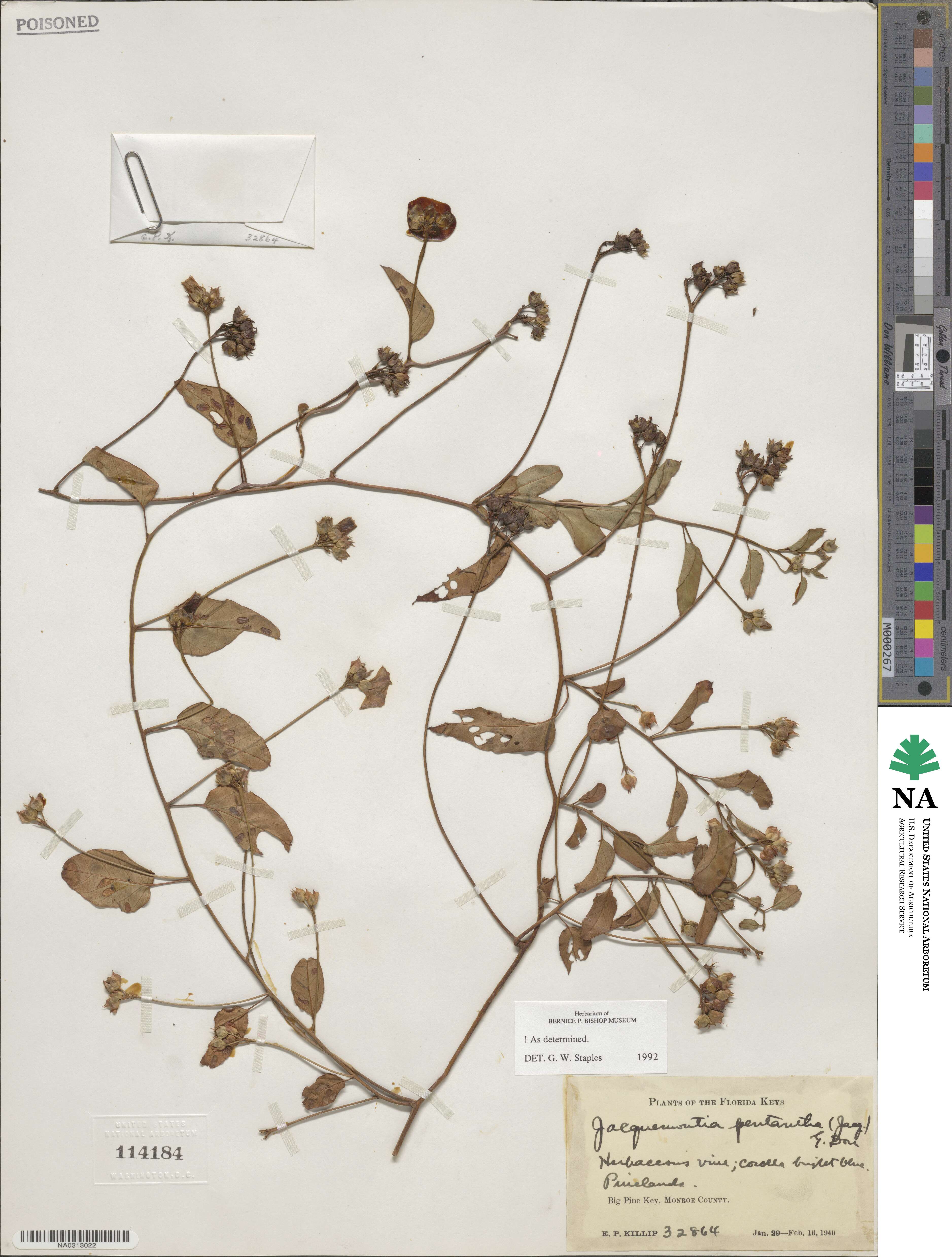Jacquemontia pentantha image