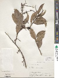 Image of Erycibe paniculata