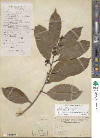 Image of Erycibe obtusifolia