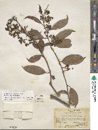 Erycibe obtusifolia image