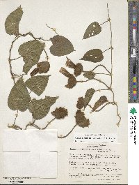 Odonellia hirtiflora image