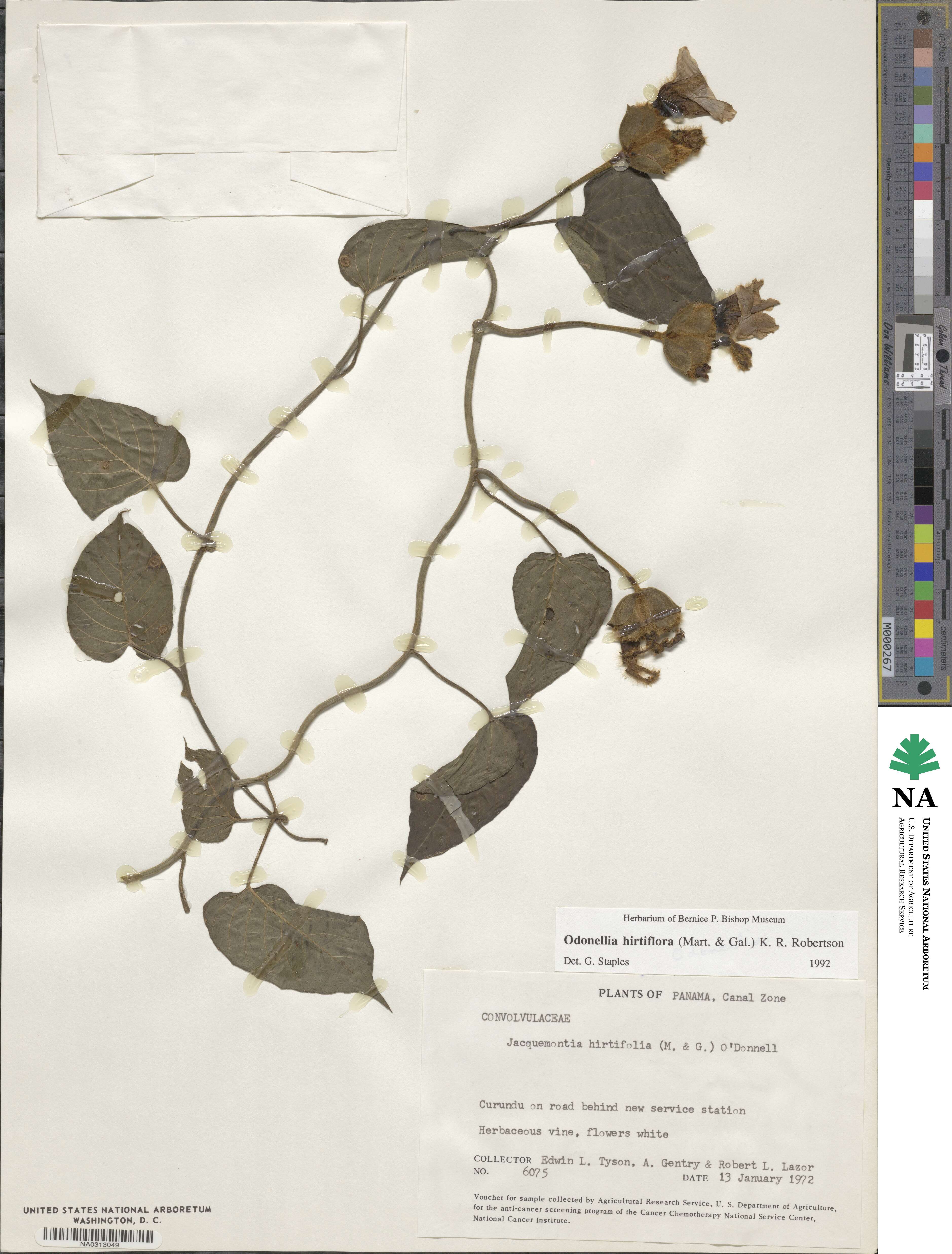 Odonellia image