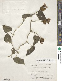 Odonellia hirtiflora image