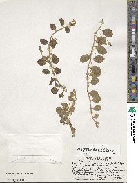 Jacquemontia ovalifolia subsp. sandwicensis image