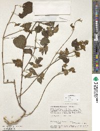 Jacquemontia tamnifolia image