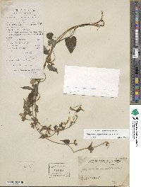 Jacquemontia paniculata image