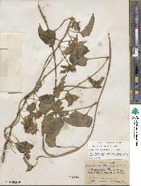 Jacquemontia tamnifolia image