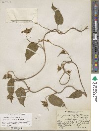 Jacquemontia tamnifolia image