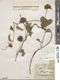 Jacquemontia tamnifolia image