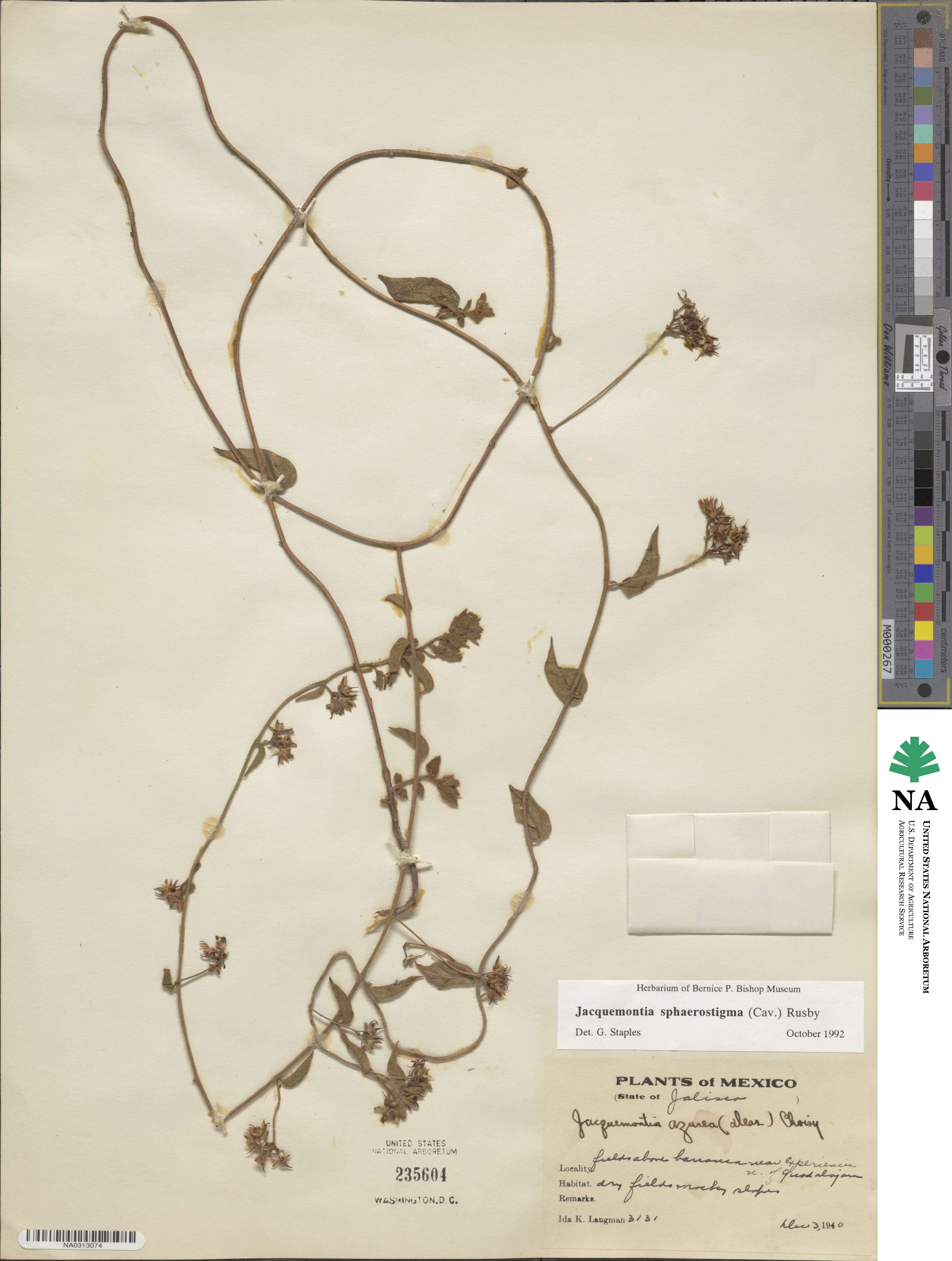 Jacquemontia sphaerostigma image