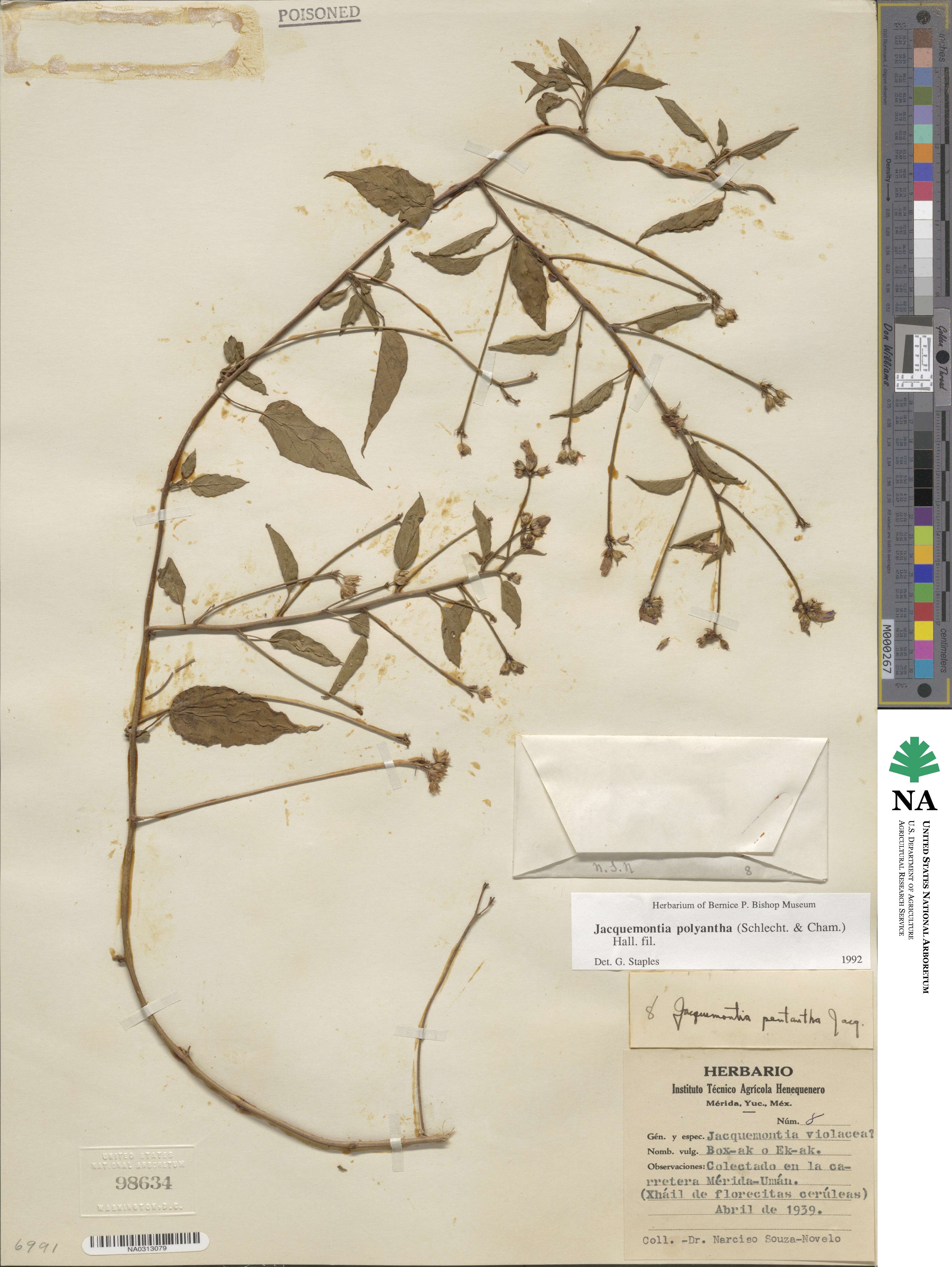 Jacquemontia polyantha image