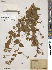 Jacquemontia abutiloides image