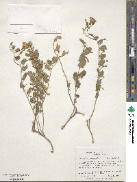 Convolvulus arvensis image