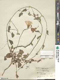 Convolvulus althaeoides image