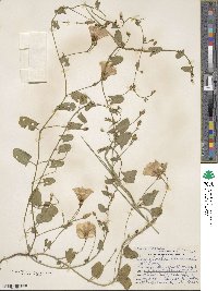 Convolvulus arvensis image