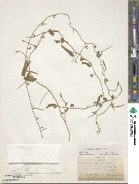 Convolvulus hermanniae subsp. hermanniae image