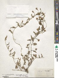 Convolvulus hermanniae subsp. hermanniae image