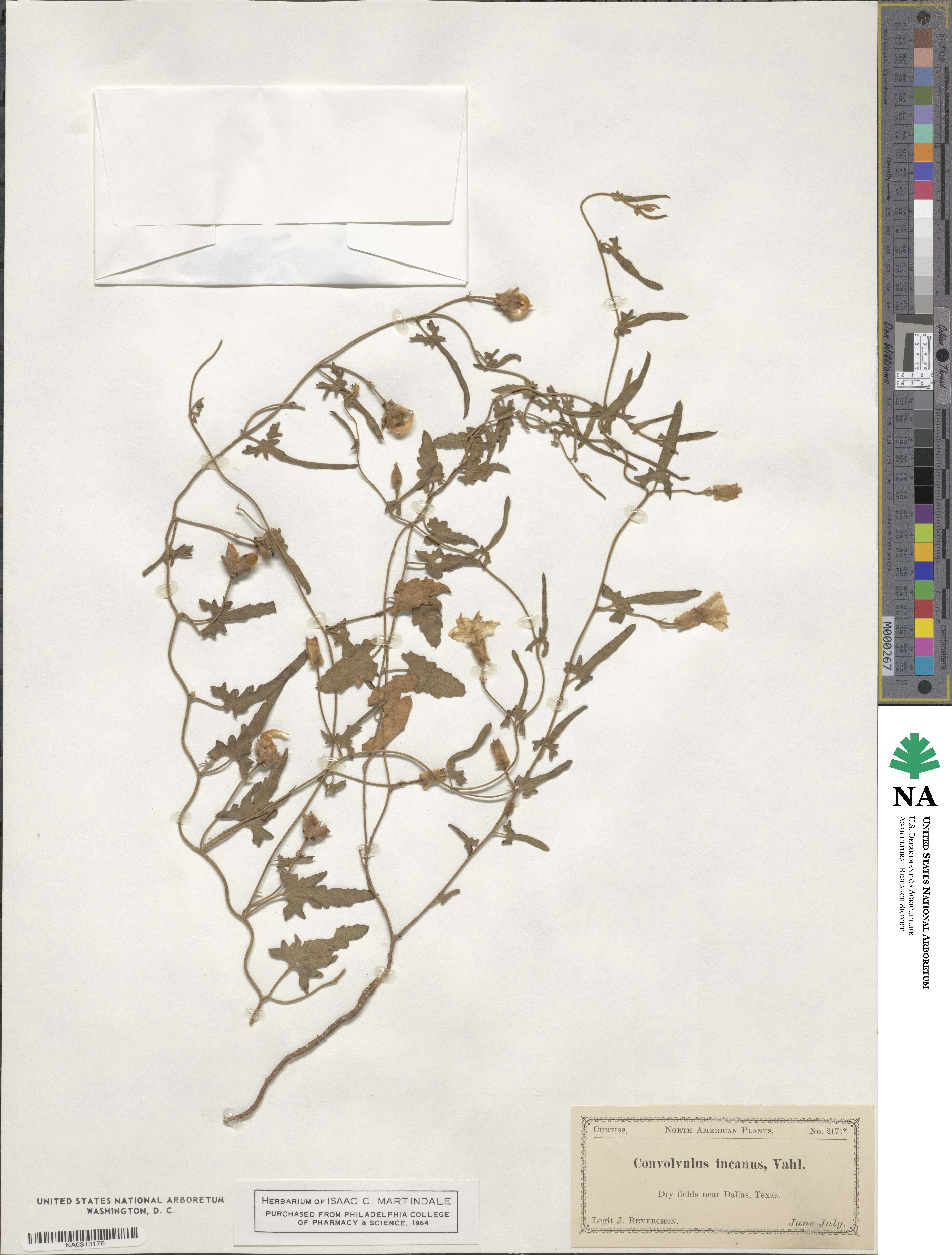 Convolvulus hermanniae image