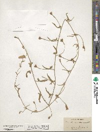 Convolvulus hermanniae subsp. hermanniae image