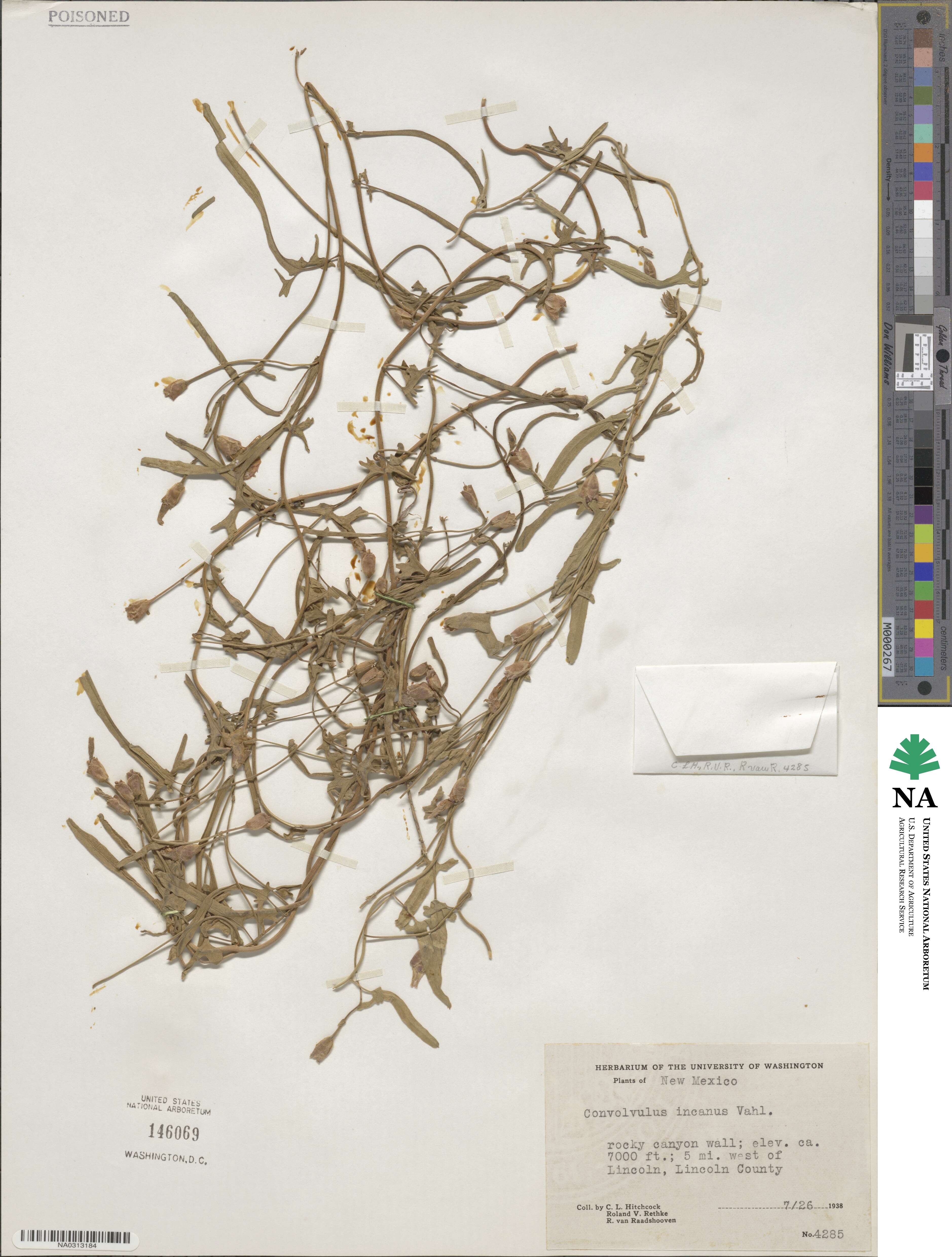 Convolvulus hermanniae subsp. hermanniae image