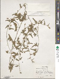 Image of Convolvulus equitans