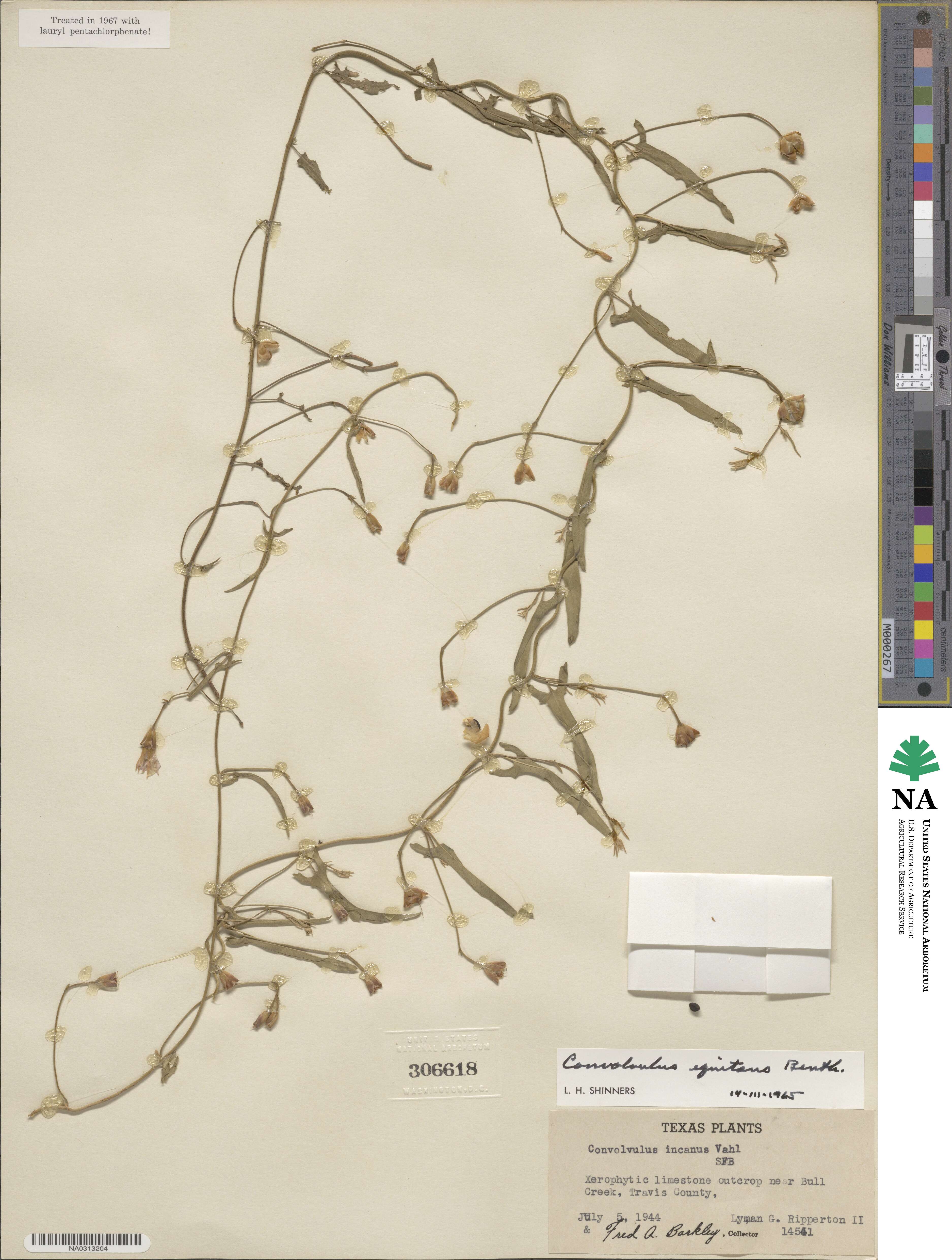 Convolvulus equitans image