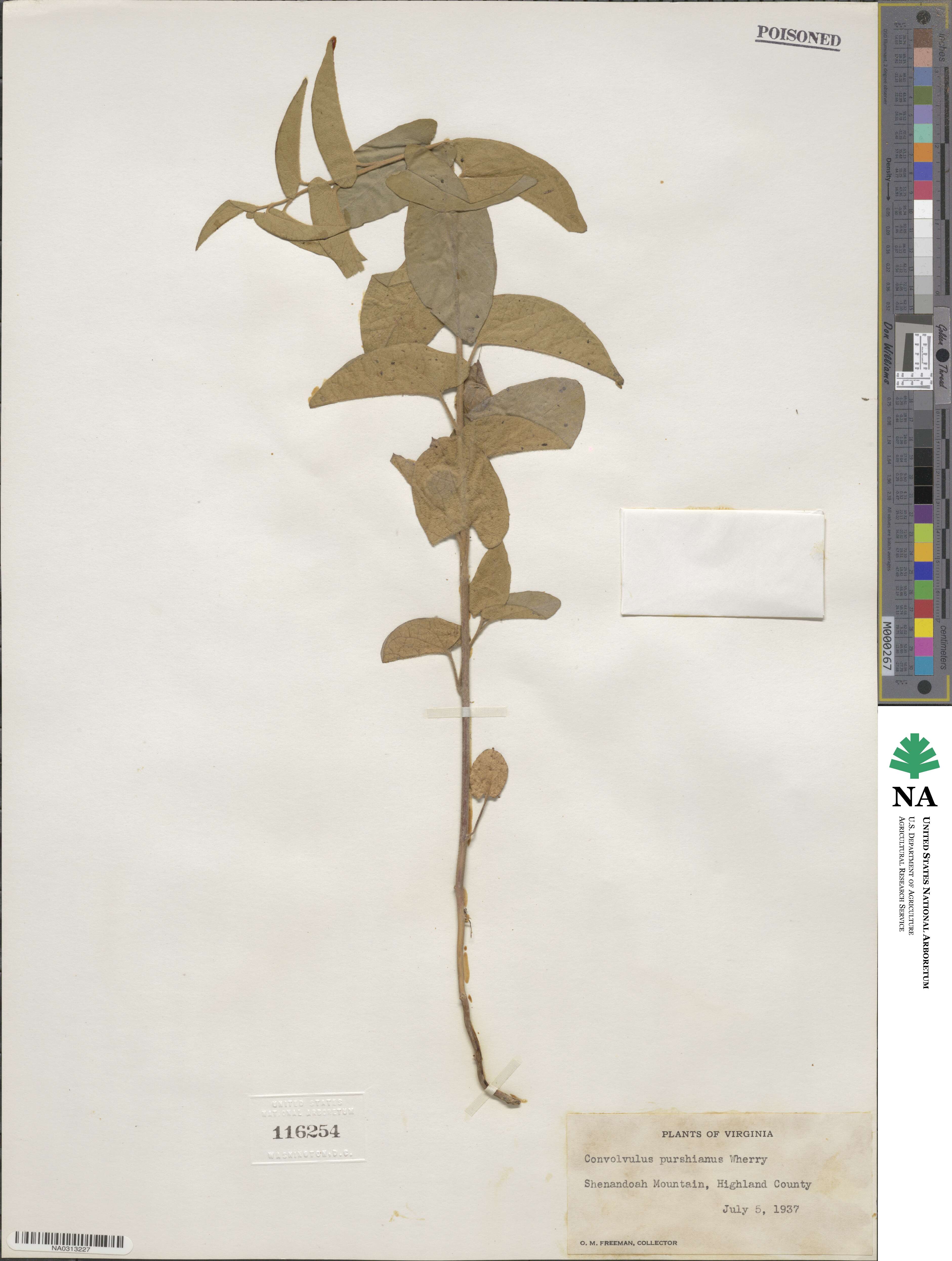 Calystegia spithamaea subsp. purshiana image