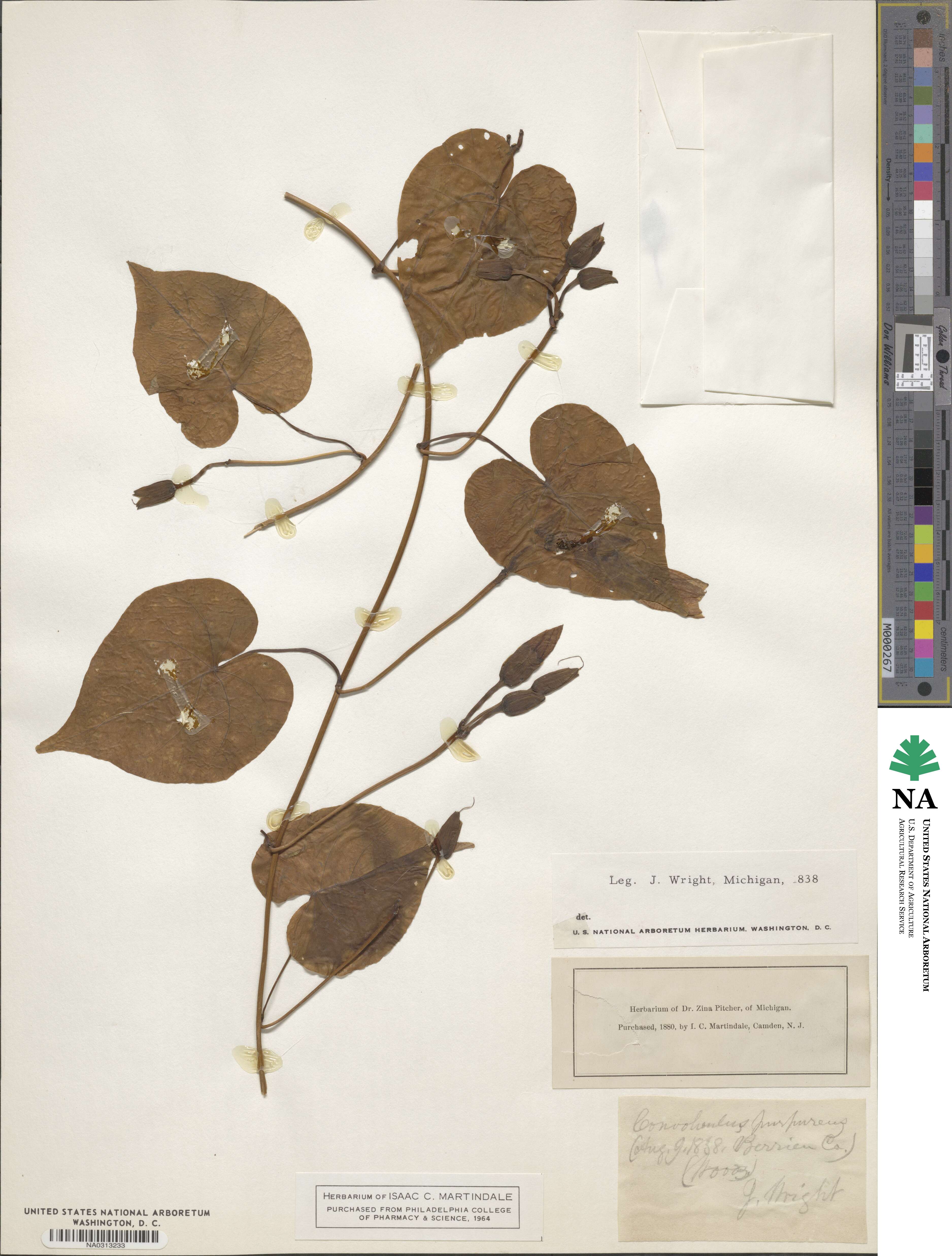 Ipomoea purpurea image