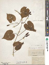 Ipomoea purpurea image