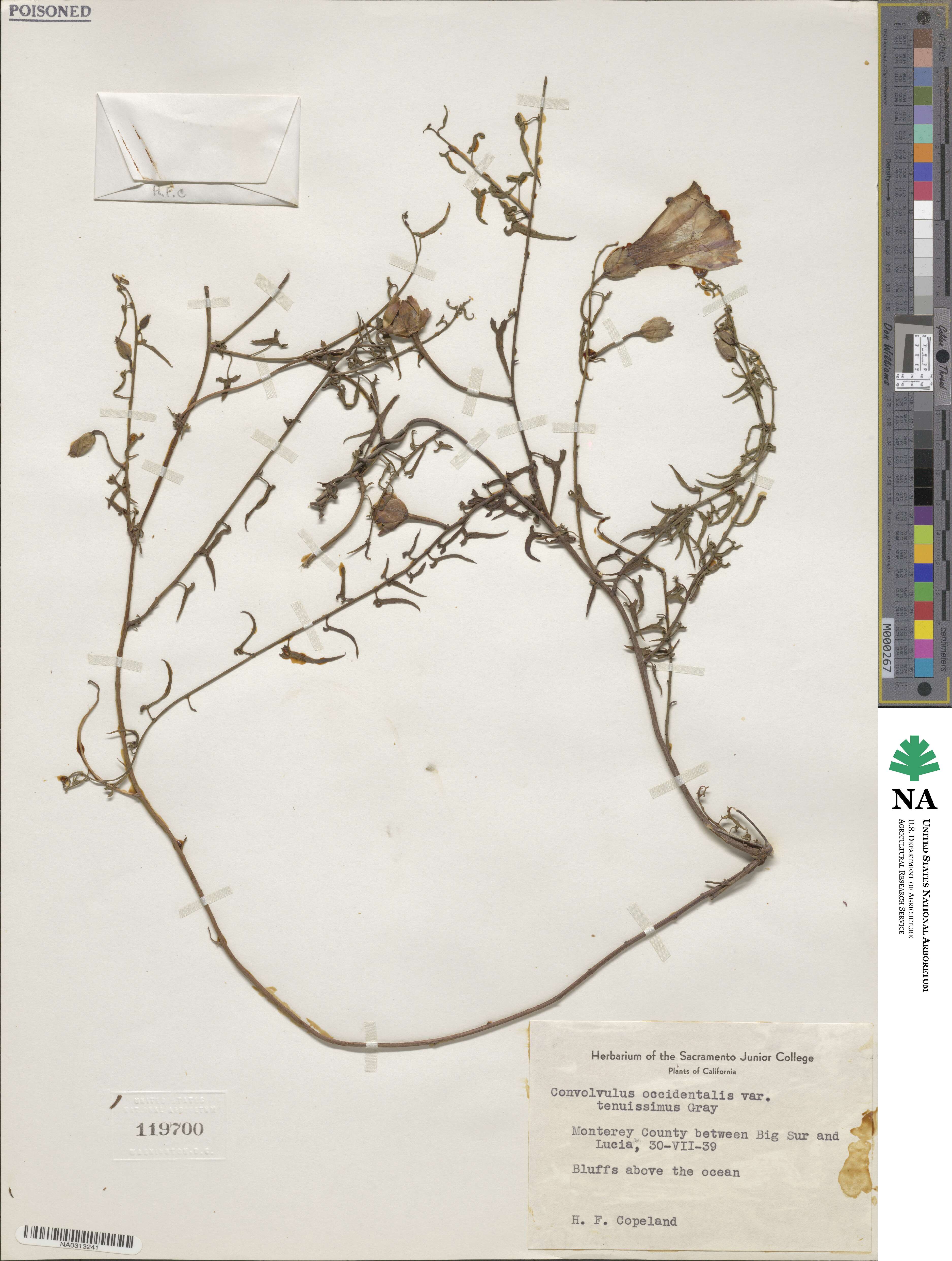 Calystegia macrostegia subsp. cyclostegia image