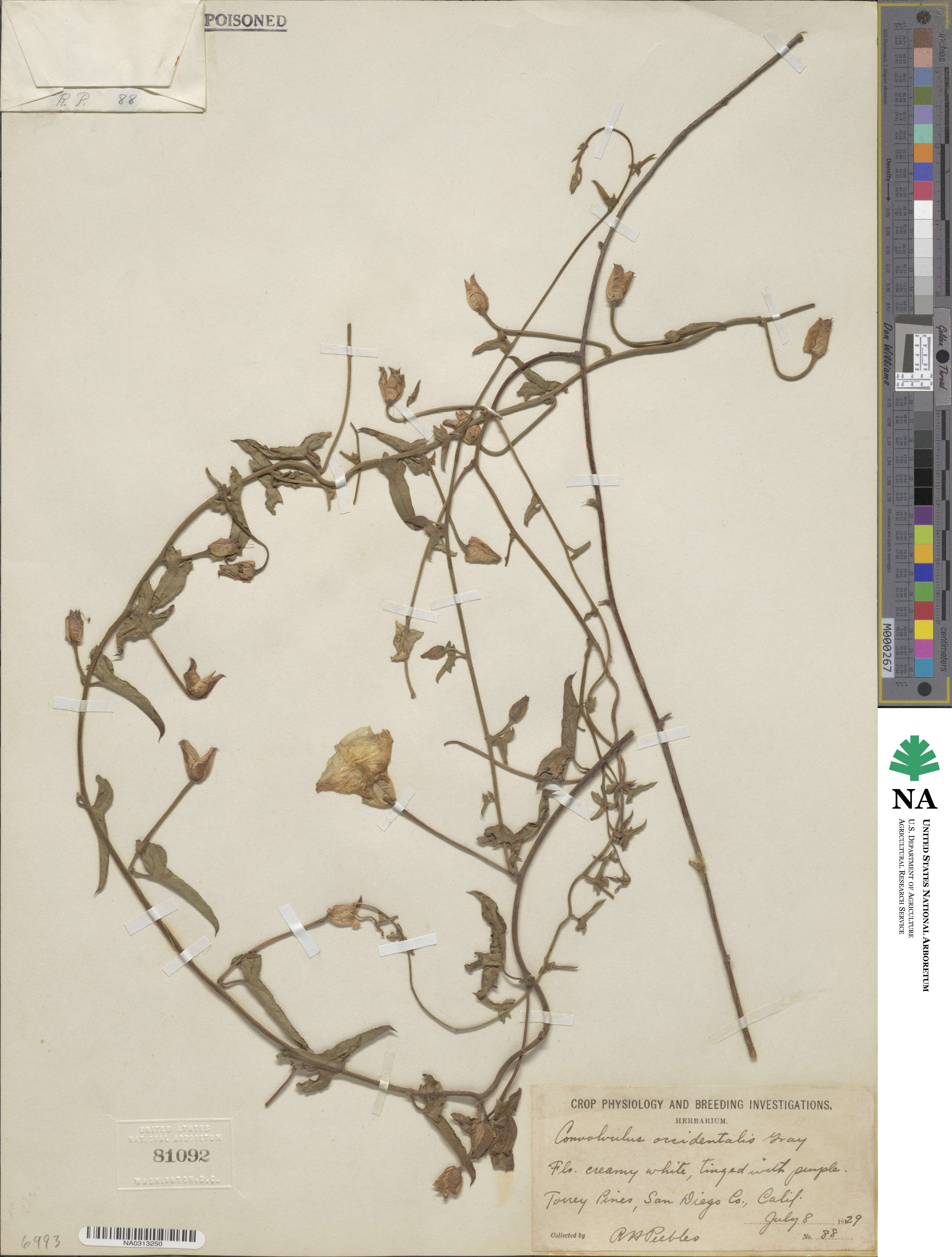 Calystegia occidentalis image