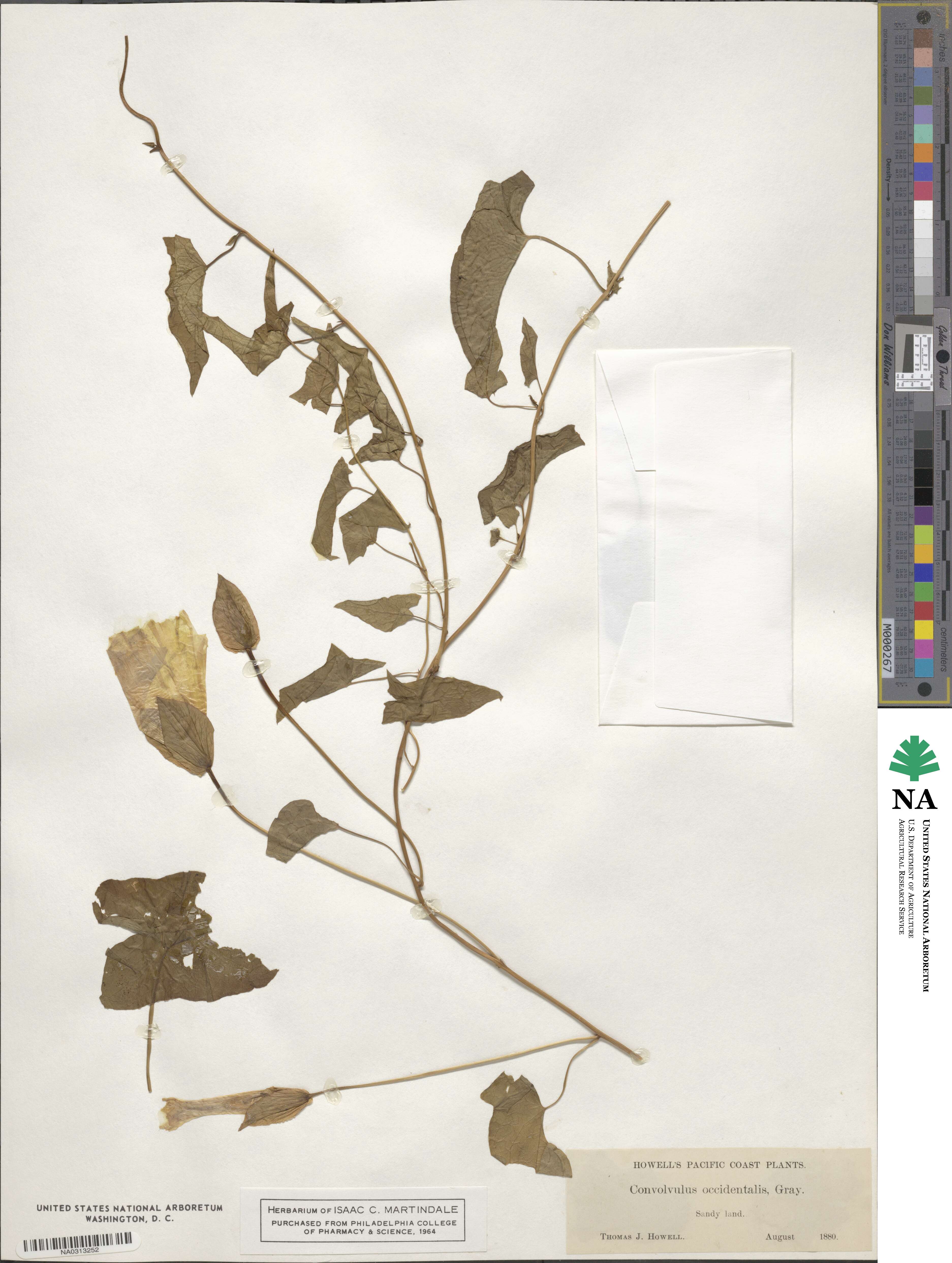 Calystegia occidentalis subsp. occidentalis image