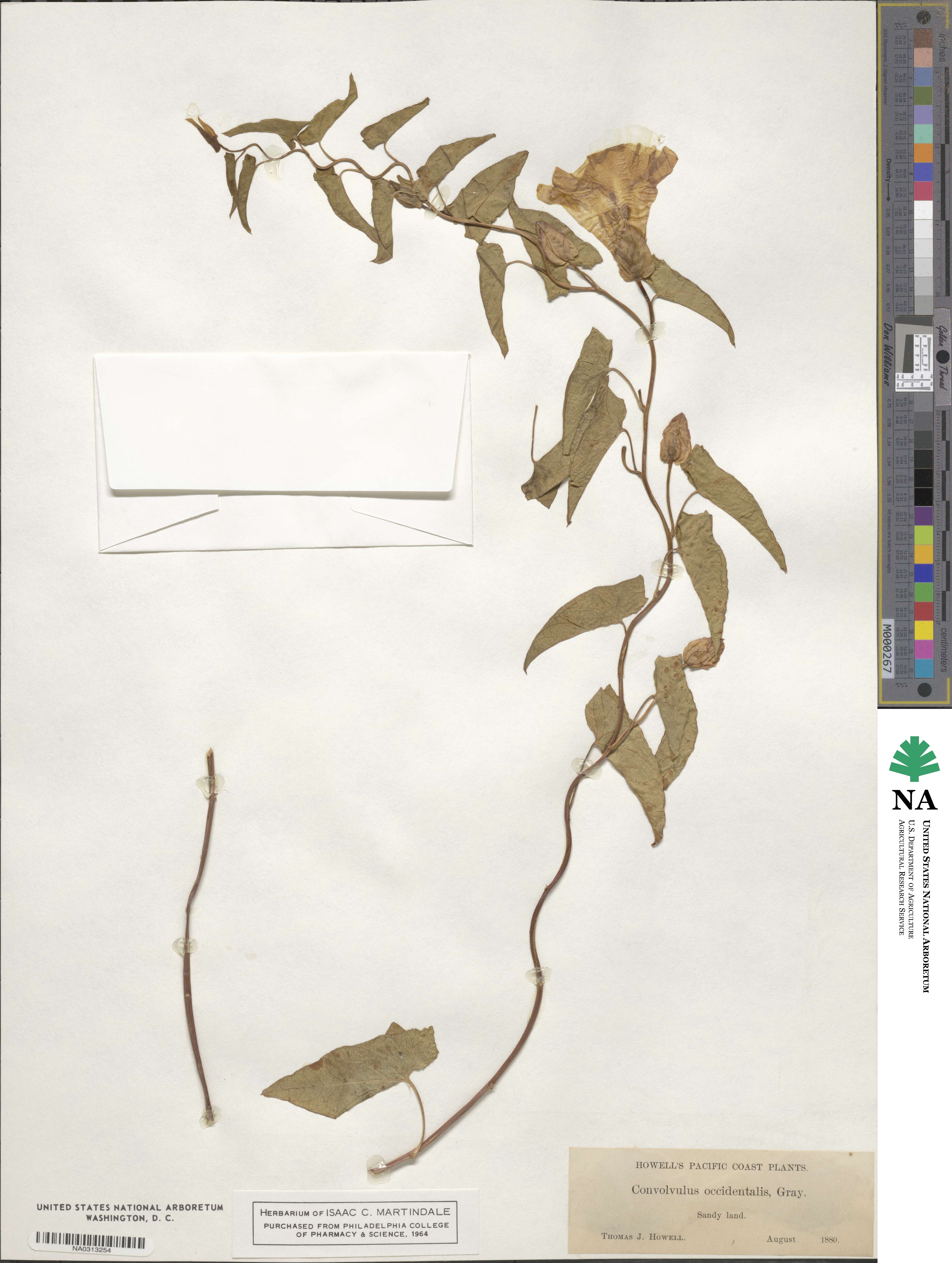 Calystegia occidentalis subsp. occidentalis image