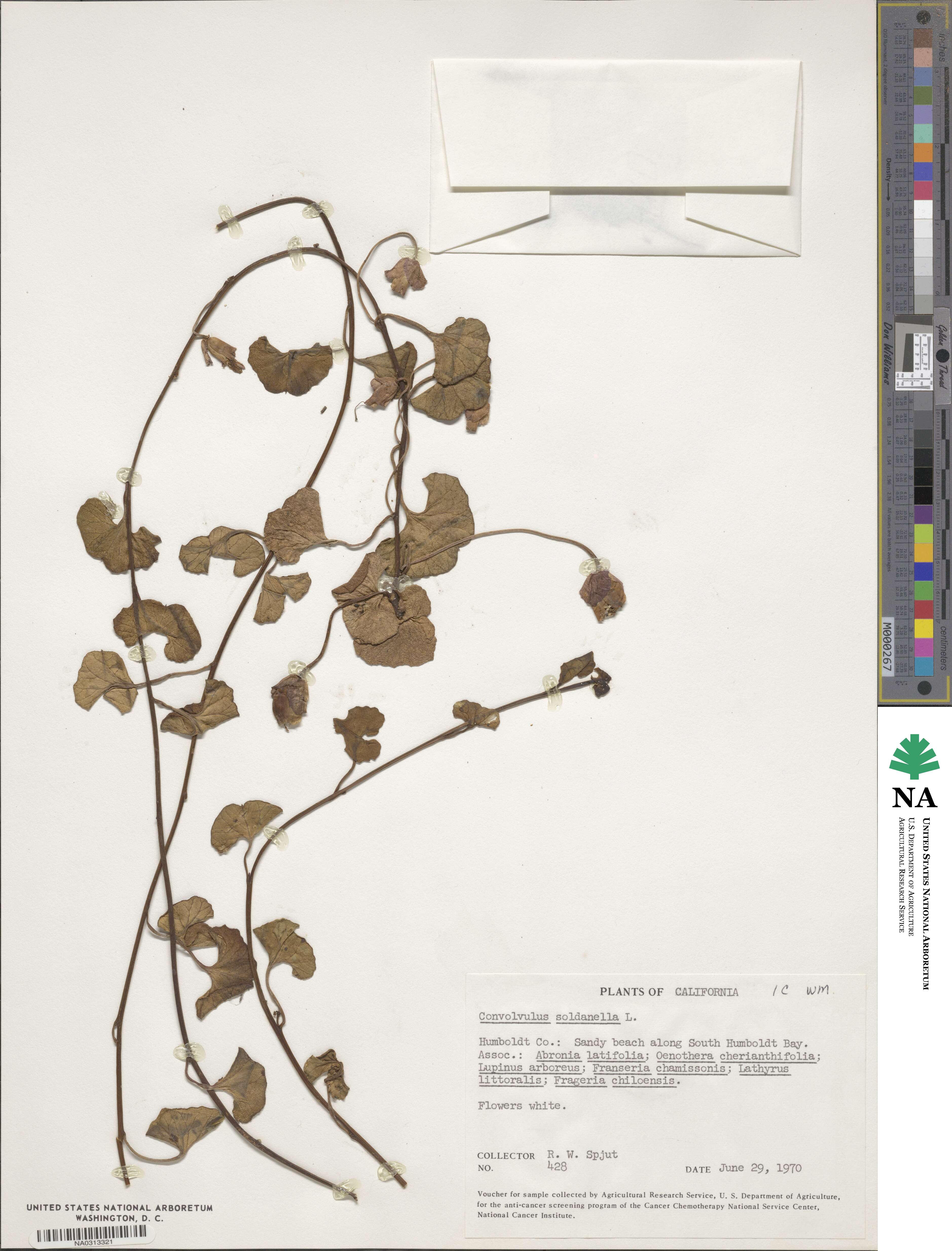 Calystegia soldanella image