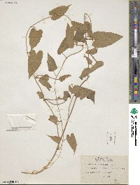 Image of Calystegia catesbeiana