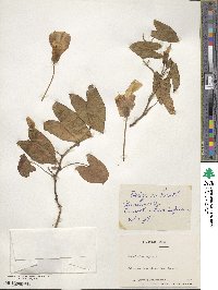 Calystegia sepium subsp. sepium image