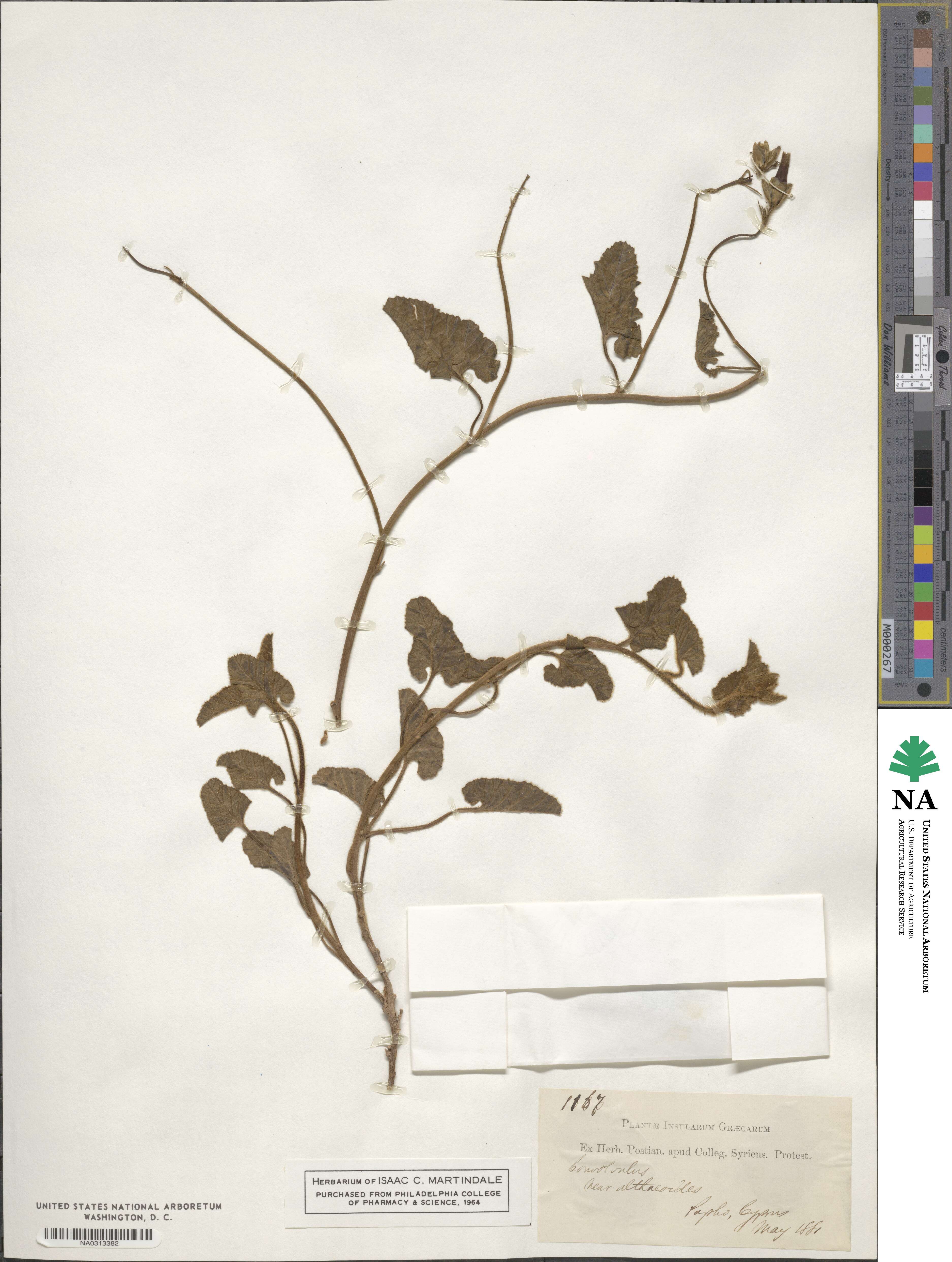 Convolvulus althaeoides image